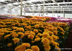 Maple is een nieuw soort van Deliflor die nog niet geteeld wordt, maar die wel de aandacht van velen trekt.